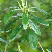 Rhododendron